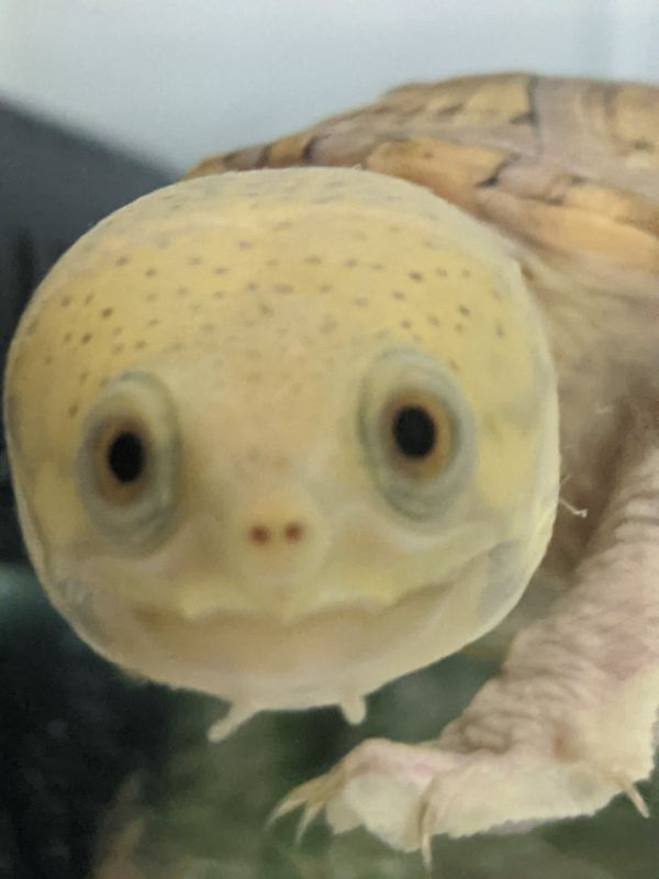 Turtle Twitter Yakyu-Zoido